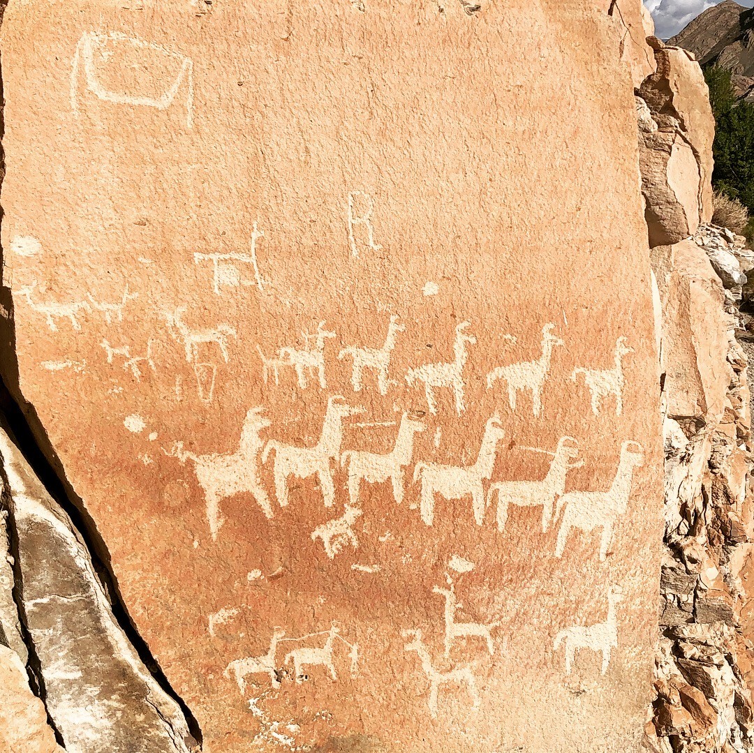 Wall carvings of llamas found from research fieldwork